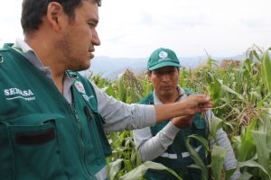 Senasa - Evaluación fitosanitaria en distritos afectados por volcán Sabancaya