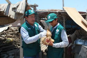Senasa - Monitoreo de influenza aviar en la zona costera de Arequipa