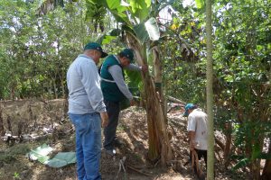 Senasa - Monitoreo de parcelas de plátano en San Martín