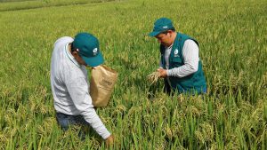 Senasa - Monitoreo preventivo en cultivos de arroz