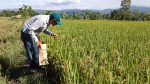 Senasa - Monitoreo preventivo en cultivos de arroz en San Martin