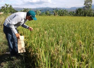San Martín: Monitoreo preventivo en cultivos de arroz