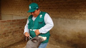 Senasa - Más de 68 mil cerdos vacunados en campaña contra Peste Porcina Clásica