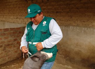Ica: Más de 68 mil cerdos vacunados en campaña contra Peste Porcina Clásica