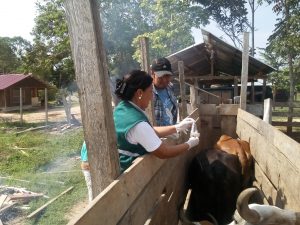 Senasa - Orientación técnica a representantes municipales para la toma de muestras