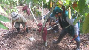 Senasa - Piura se alista para II Convención Regional de Cacao