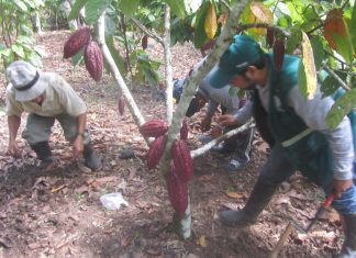 Piura se alista para II Convención Regional de Cacao