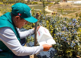 Áncash: Prospección de Helicoverpa armigera en cultivos hospedantes