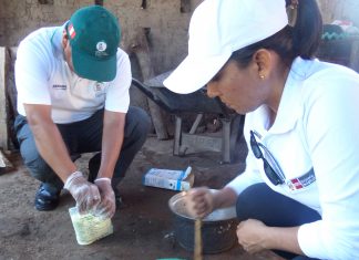 San Martín: Uso de caldo sulfocálcico para prevención y control de plagas en cítricos