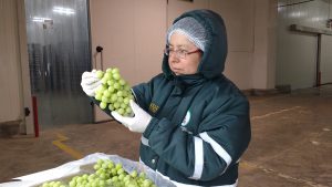 Senasa - Uva de mesa