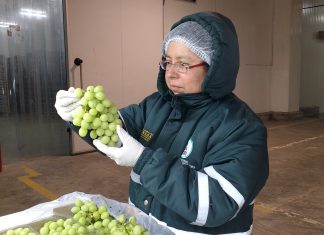 SENASA certifica condición fitosanitaria de productos de exportación