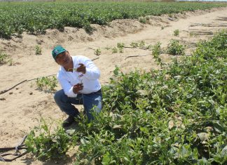 Lambayeque: Vigilancia fitosanitaria en campos semilleros de frijol Caupí en Íllimo