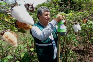 Senasa - Vigilancia fitosanitaria en cultivos de algodón