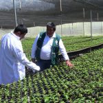 Senasa – Visita de oficio – cuarentena cafe H1 en Enenas – Villa Rica 1