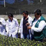 Senasa – Visita de oficio – cuarentena cafe H1 en Enenas – Villa Rica