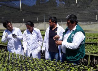 Cuarentena posentrada: Senasa verifica condiciones de predio de café H1 en Villa Rica