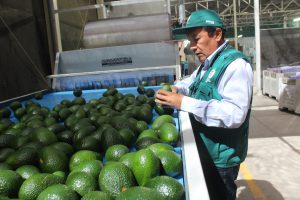 Senasa certificó más de tres mil toneladas de palta para exportación