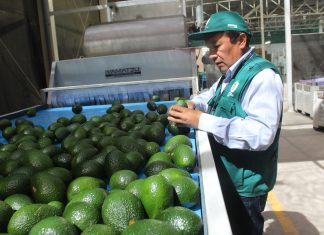 Arequipa: Senasa certificó más de tres mil toneladas de palta para exportación