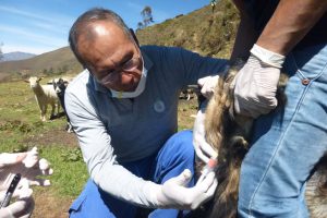 Senasa coleta 270 muestras serológicas para descarte de Brucelosis Caprina