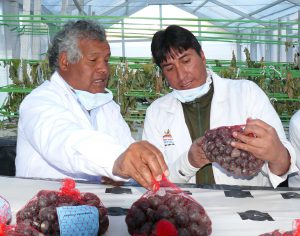 Senasa descarta plagas de la papa en centro de producción aeropónica