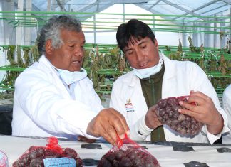 Huancavelica: Senasa descarta plagas de la papa en centro de producción aeropónica