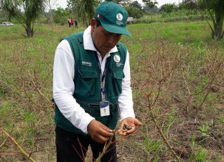 Senasa fortalece acciones de erradicación contra ‘Gusano Cachón de la Yuca’