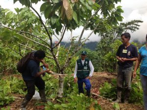 Senasa fortalece capacidades de productores durante desarrollo de ECA en MIP del Cacao