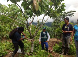 Amazonas: Senasa fortalece capacidades de productores durante ECA en MIP del Cacao