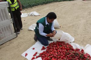 Senasa inspecciona cultivo de Capsicum para su comercio en mercados nacionales