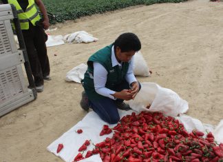 Lambayeque: Senasa inspecciona cultivo de Capsicum para su comercio en mercados nacionales