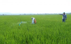 Senasa inspecciona ensayo de eficacia de plaguicida en cultivo de arroz