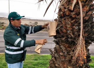 Tacna: Senasa libera 20 millones de moscas de la fruta estériles cada semana