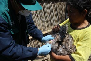 Senasa prioriza monitoreo de influenza aviar en predios de aves cercanos a humedales