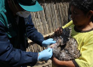Lambayeque: Senasa prioriza monitoreo de influenza aviar en predios de aves cercanos a humedales