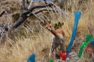 Senasa realiza evaluacion sanitaria de vicuñas