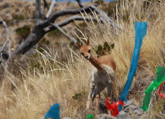 Establecimientos de comunidades altoandinas reciben autorización del SENASA para exportación de fibra de vicuña