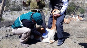 Senasa realiza evaluacion sanitaria de vicuñas - Serfor