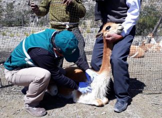 Puno: Evaluación sanitaria de vicuñas reubicadas por SERFOR