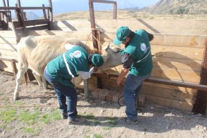 Senasa registra vacunación de más de 75 mil bovinos contra Carbunco Sintomático