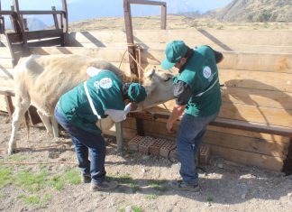Arequipa: Senasa registra vacunación de más de 75 mil bovinos contra carbunco sintomático