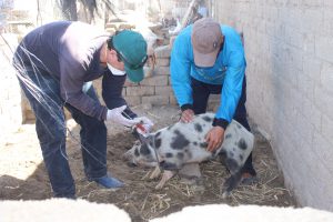 Senasa supera meta de vacunación de cerdos contra la peste porcina clásica