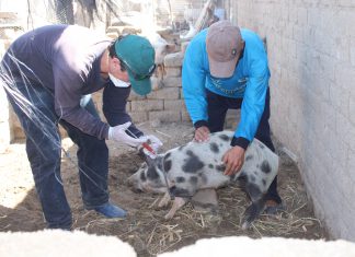 Lambayeque: Senasa supera meta de vacunación de cerdos contra la peste porcina clásica