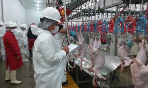 Senasa supervisa faenado de aves para exportación