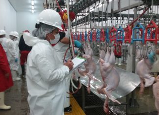 Huaura: Senasa supervisa faenado de aves para exportación