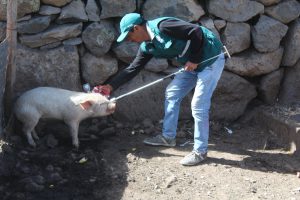 Senasa vacuna 219 mil cerdos contra Peste Porcina Clásica en Arequipa