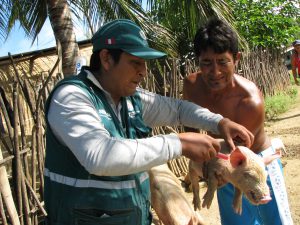 Senasa vacuna más de doce mil cerdos contra la peste porcina clásica en Tumbes