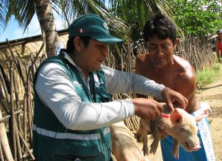 Senasa vacuna más de doce mil cerdos contra la peste porcina clásica en Tumbes