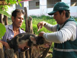 Senasa vacuna más de doce mil cerdos contra la peste porcina clásica en Tumbes