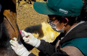 Senasa vacunó más de 10 mil animales en campaña contra brucelosis caprina