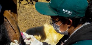 Áncash: Senasa vacunó más de 10 mil animales en campaña contra brucelosis caprina